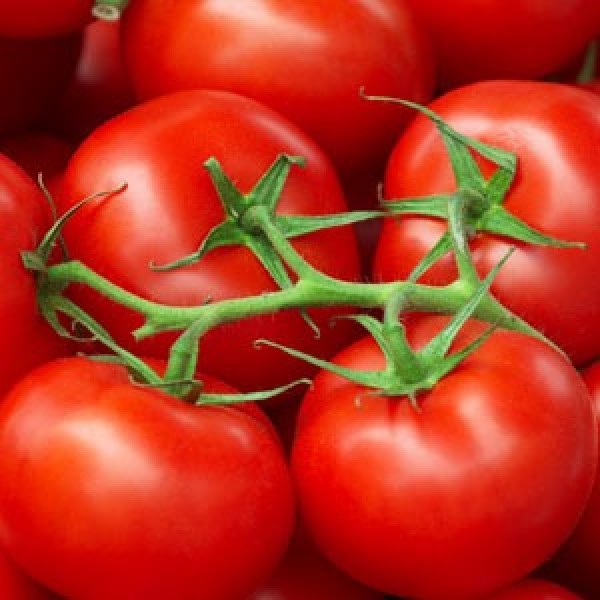 Omaxe Tomato F1 Hybrid Sachriya Seeds (50 Seeds)